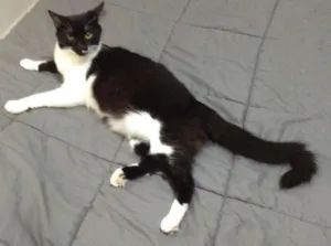 Gato raça SRD idade 2 anos nome Ravena