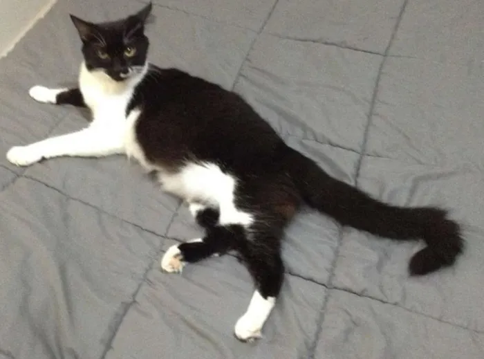 Gato ra a SRD idade 2 anos nome Ravena