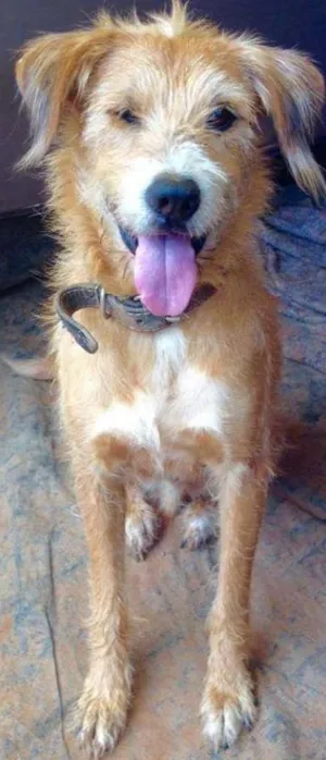 Cachorro raça SRD idade 3 anos nome Benji