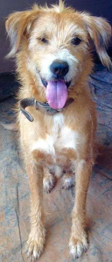 Cachorro ra a SRD idade 3 anos nome Benji