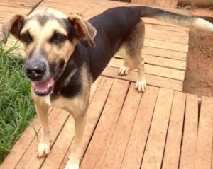 Cachorro raça srd idade  nome Jade