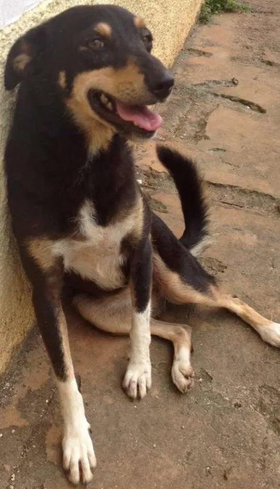 Cachorro ra a SRD idade 3 anos nome Pipoca