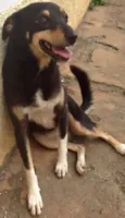 Pipoca