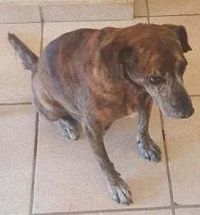 Cachorro raça SRD idade 6 ou mais anos nome Jack