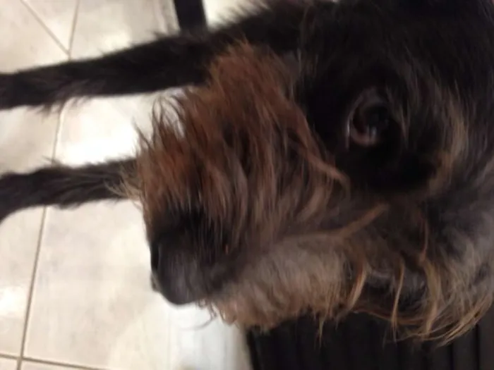 Cachorro ra a SRD idade 1 ano nome Nico