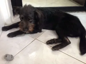 Cachorro raça SRD idade 1 ano nome Nico