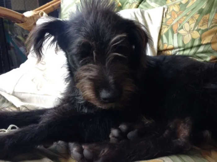 Cachorro ra a SRD idade 1 ano nome Nico
