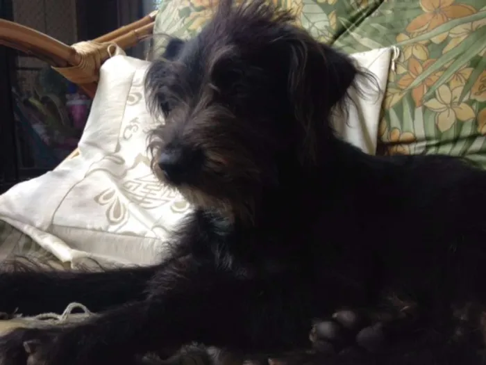 Cachorro ra a SRD idade 1 ano nome Nico