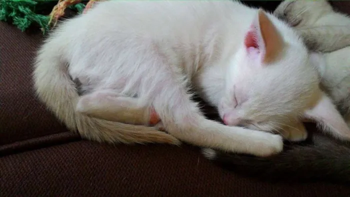 Gato ra a - idade 2 a 6 meses nome Sem nome definido
