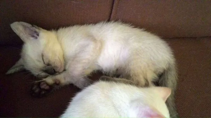Gato ra a - idade 2 a 6 meses nome Sem nome definido