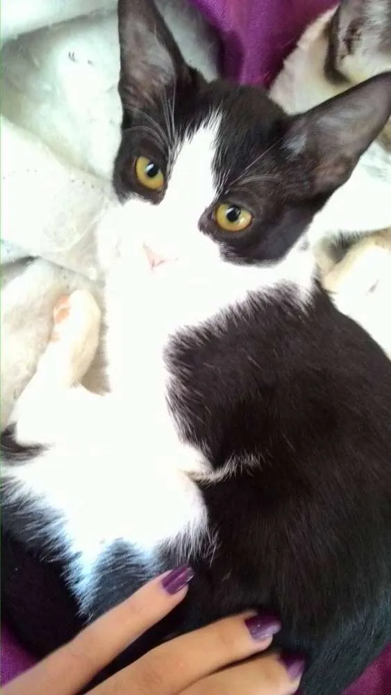 Gato ra a - idade 2 a 6 meses nome Sem nome definido