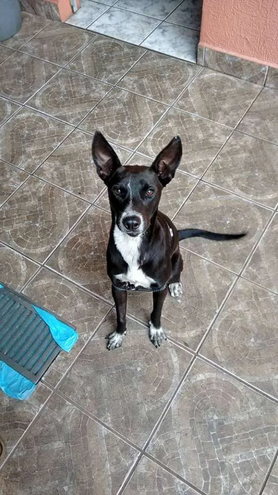 Cachorro ra a SRD idade 1 ano nome não sabemos