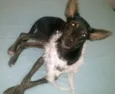 Menininha