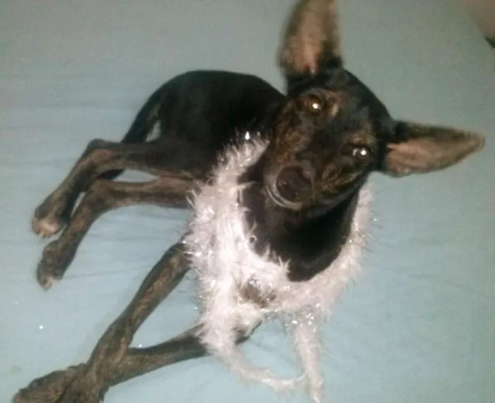 Cachorro raça Indefinida idade 7 a 11 meses nome Menininha