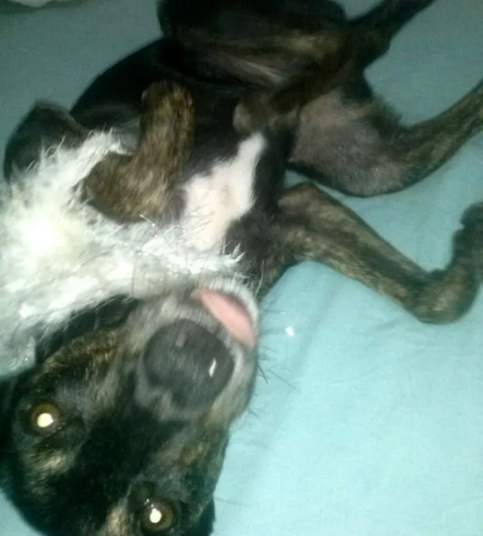 Cachorro raça Indefinida idade 7 a 11 meses nome Menininha
