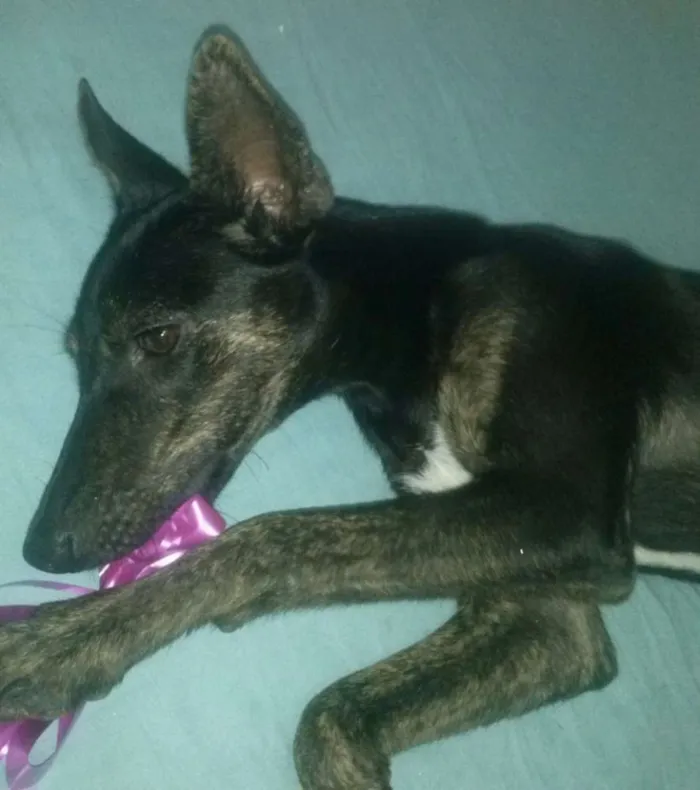 Cachorro raça Indefinida idade 7 a 11 meses nome Menininha