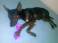 Menininha