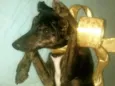 Menininha