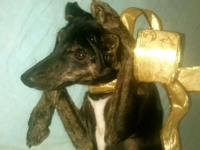 Cachorro raça Indefinida idade 7 a 11 meses nome Menininha