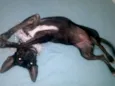 Menininha