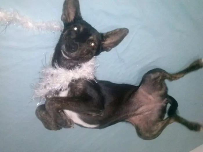 Cachorro raça Indefinida idade 7 a 11 meses nome Menininha