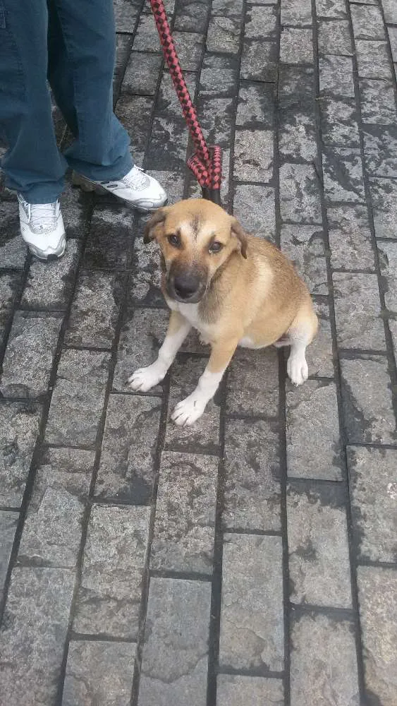 Cachorro ra a sdr idade Abaixo de 2 meses nome bebe