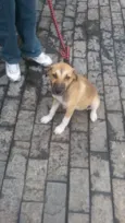 bebe
