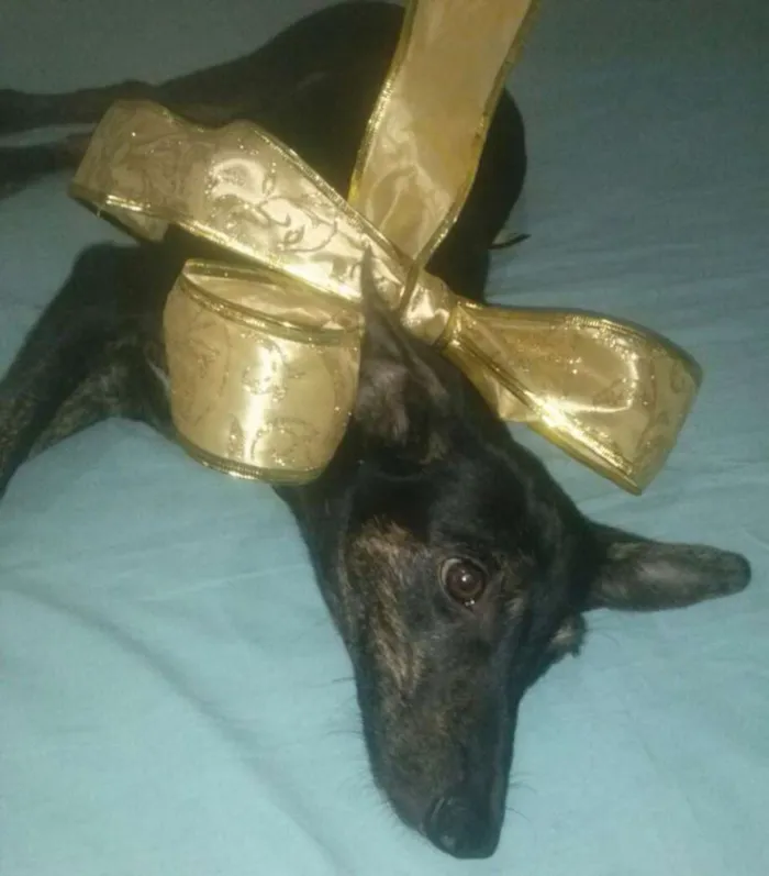 Cachorro raça Indefinida idade 7 a 11 meses nome Menininha