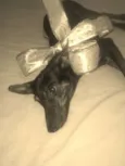 Menininha