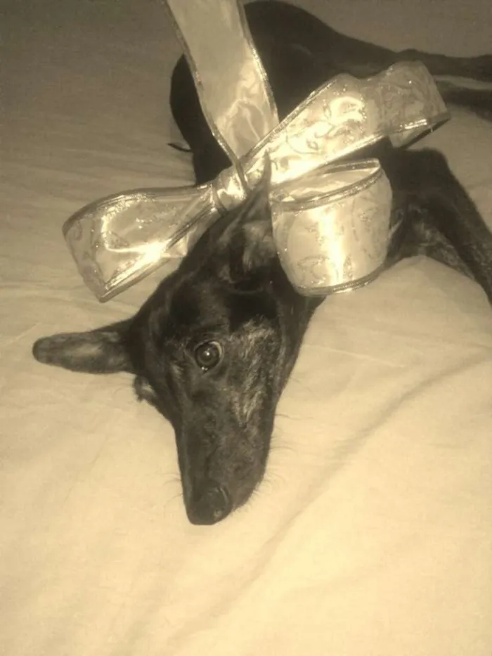 Cachorro raça Indefinida idade 7 a 11 meses nome Menininha