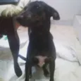 Menininha