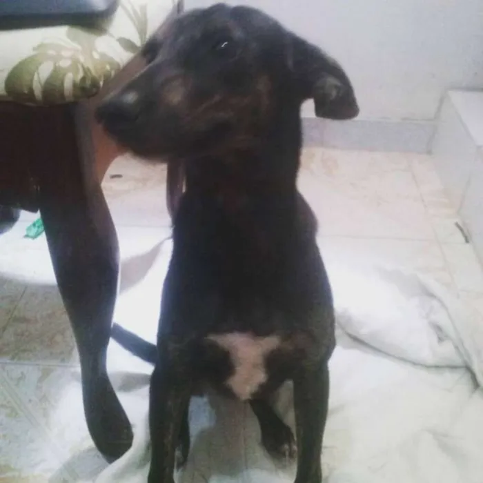 Cachorro raça Indefinida idade 7 a 11 meses nome Menininha