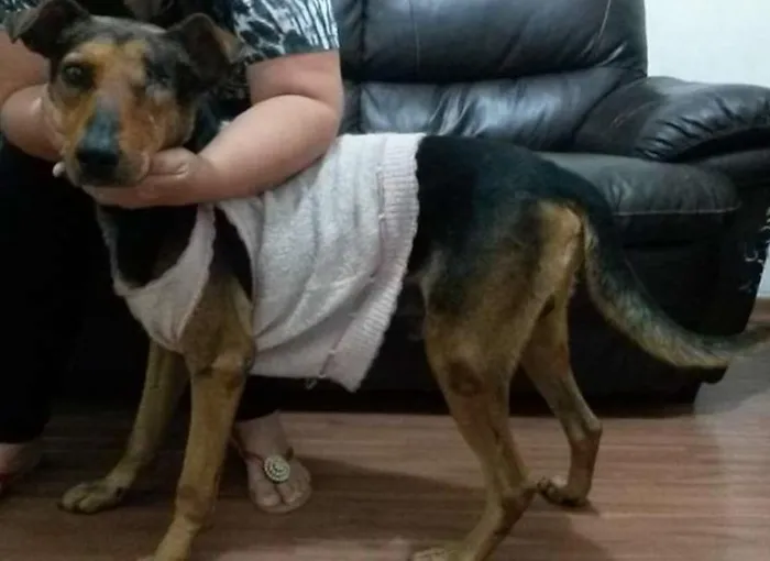 Cachorro ra a Vira Lata idade  nome Toddy