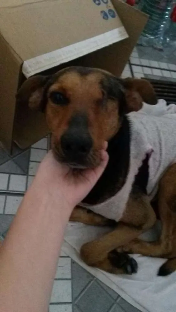Cachorro ra a Vira Lata idade  nome Toddy