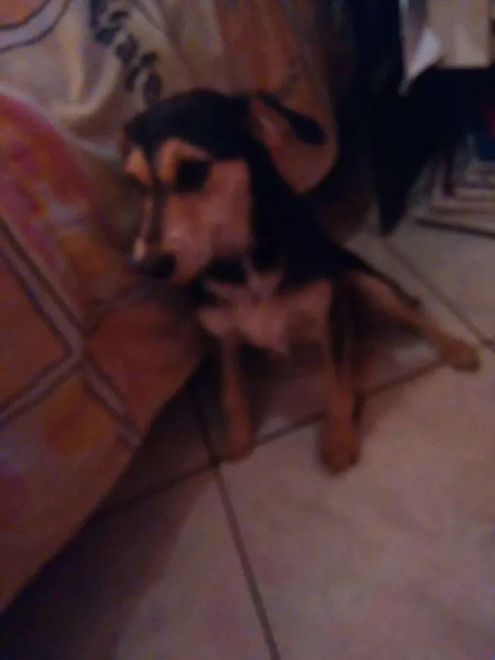 Cachorro ra a Vira lata idade 7 a 11 meses nome Mel