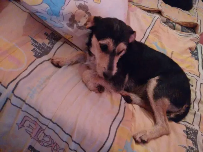 Cachorro ra a Vira lata idade 7 a 11 meses nome Mel