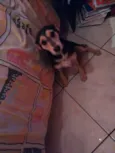 Mel