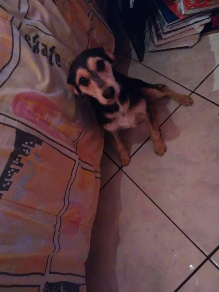 Cachorro ra a Vira lata idade 7 a 11 meses nome Mel