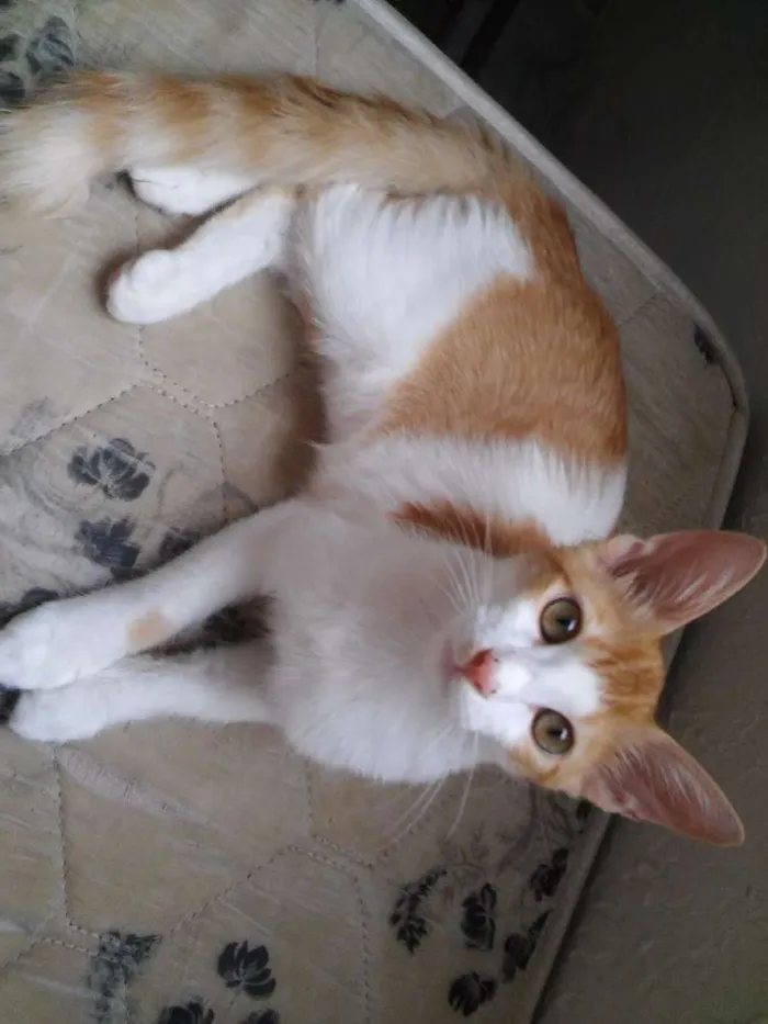 Gato ra a Vira Lata idade 2 a 6 meses nome A femea se chama ga