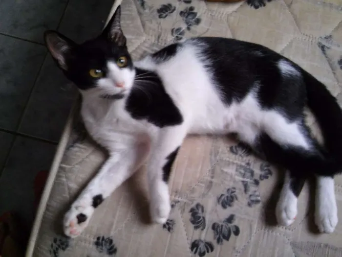 Gato ra a Vira Lata idade 2 a 6 meses nome A femea se chama ga