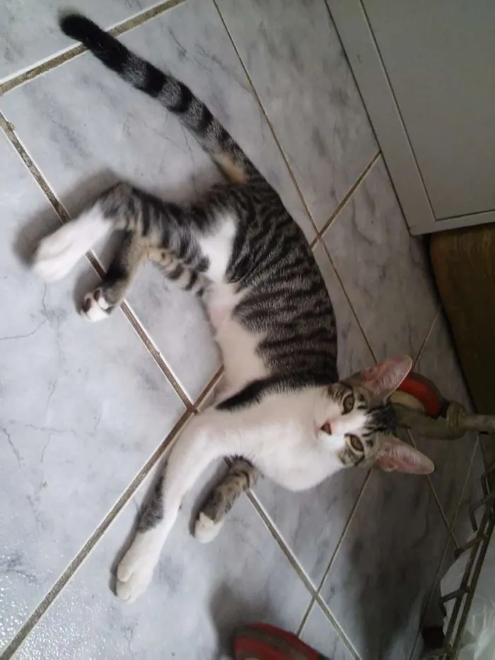 Gato ra a Vira Lata idade 2 a 6 meses nome A femea se chama ga
