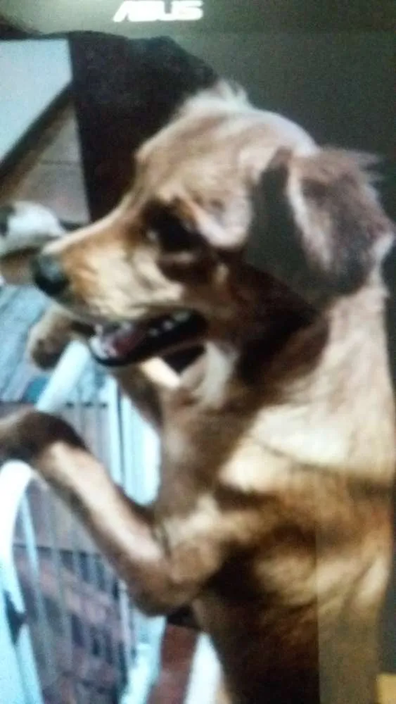 Cachorro raça Vira lata idade 7 a 11 meses nome Kiara