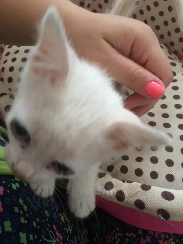 Gato ra a SRD idade Abaixo de 2 meses nome Sem nome 