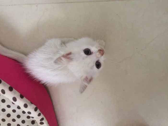 Gato ra a SRD idade Abaixo de 2 meses nome Sem nome 