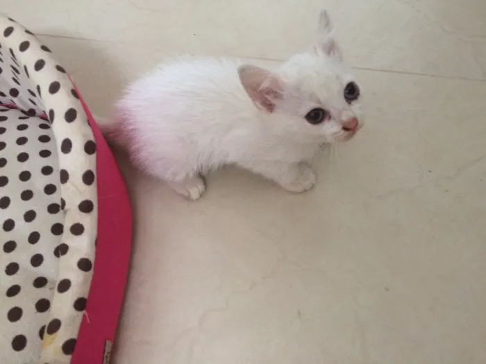 Gato ra a SRD idade Abaixo de 2 meses nome Sem nome 