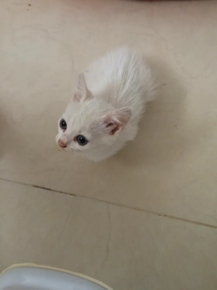 Gato ra a SRD idade Abaixo de 2 meses nome Sem nome 