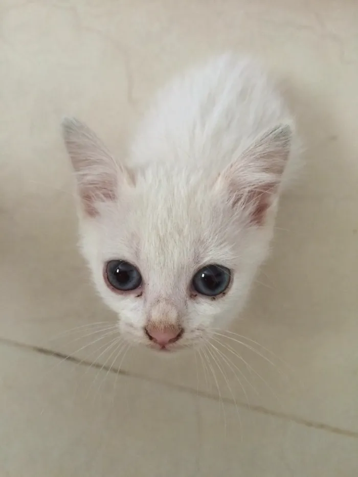 Gato ra a SRD idade Abaixo de 2 meses nome Sem nome 