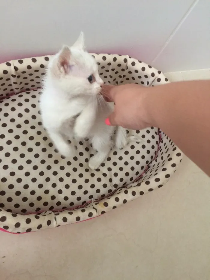 Gato ra a SRD idade Abaixo de 2 meses nome Sem nome 