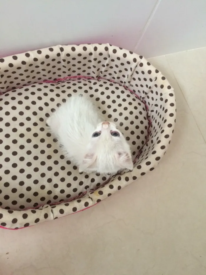 Gato ra a SRD idade Abaixo de 2 meses nome Sem nome 