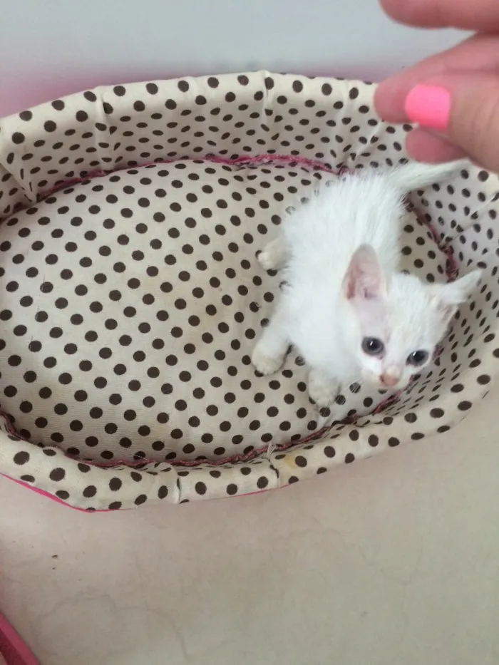 Gato ra a SRD idade Abaixo de 2 meses nome Sem nome 